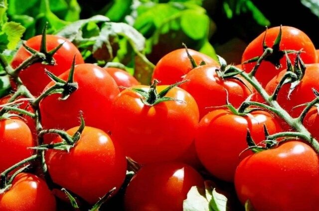 Súper tomates
